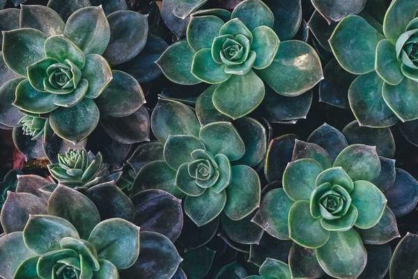 皇的暗夜女仆作为一款强大的管理软件主题的精美插图